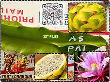 Asunta 5 Patricia Dragon Fruit | Tasty Dragons